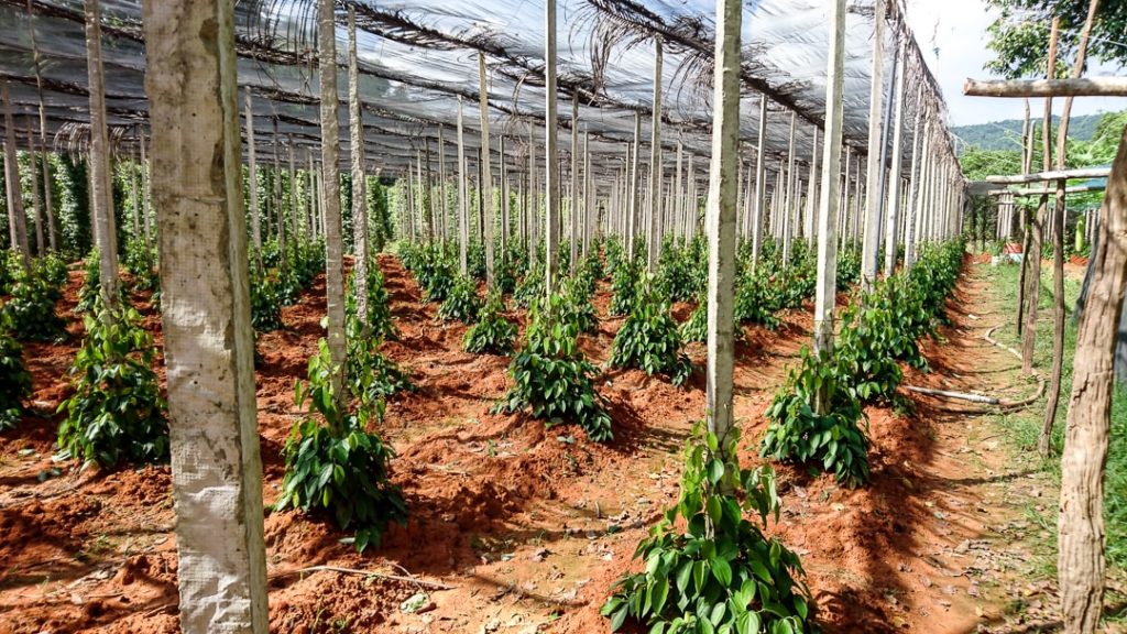 Pfefferfarm mit kleinen Pfefferstauden auf Phu Quoc in Vietnam 