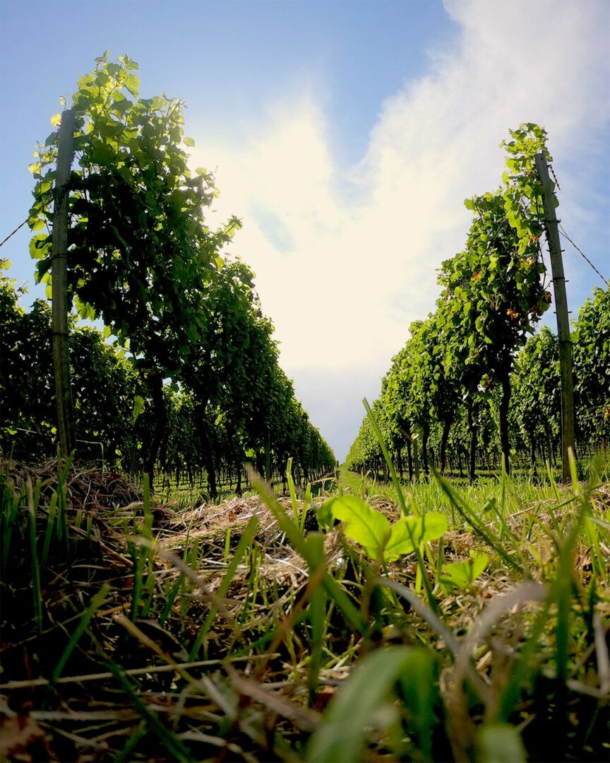 Weinrebe bei schönem Wetter