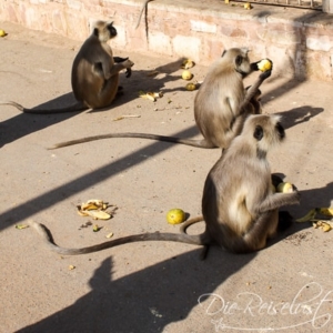 Viele Affen säumen den Weg zum Turm im Zentrum Affen in Chittorgargh