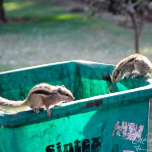 Viele Eichhörnchen versuchen aus den Müllresten der Touristen noch etwas essbares zu erhaschen Eichhörnchen auf dem Mülleimer in Delhi