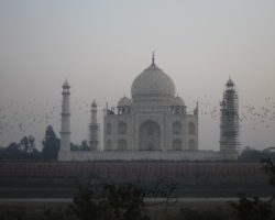 Viele Vögel vor dem Taj Mahal Vogelschwarm fliegt vor dem Taj Mahal