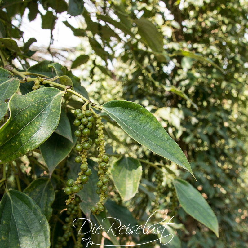 Pfefferfarm in Kampot / Dahin wo der Pfeffer wächst