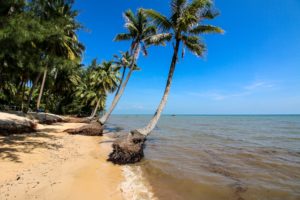 Herrliche Palmen am Kiki Coconut Beach in Phu Quoc Vietnam